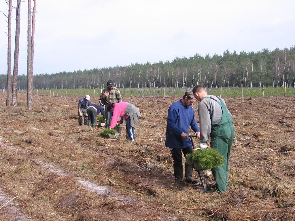 Pracownicy zakładu usług leśnych w trakcie sadzenia lasu