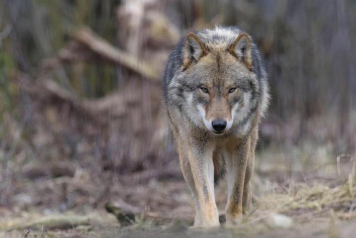 Wilk&#x20;w&#x20;naturalnym&#x20;środowisku&#x2e;&#x20;Fot&#x2e;&#x20;Przemysław&#x20;Wójcik