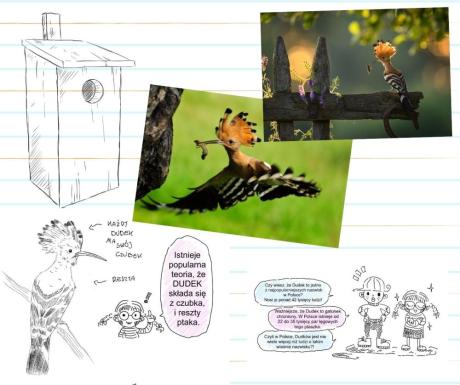 Dudek – egzotyczny przybysz z czubkiem jak wachlarz